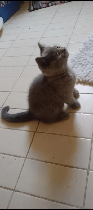 BKH Britisch Kurzhaar Kitten 