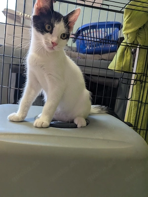 Süße Katzen Babys ab sofort:)