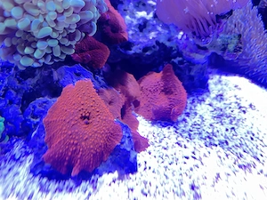 Verschiedene Korallen abzugeben, ideal für Anfänger. Lederkorallen, Scheibenanemonen, Meerwasser