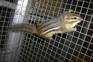Streifenhörnchen 3 Zuchtweibchen  Amerikanische Backenhörnchen 