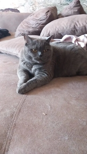 Britisch Kurzhaar Katze sucht ein neues Zuhause 