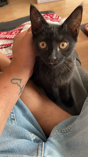 Hauskatze kleine Maus coco 