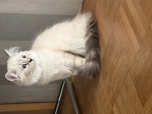 3 Wunderschöne BKH-SIAM Babys abzugeben Bild 1