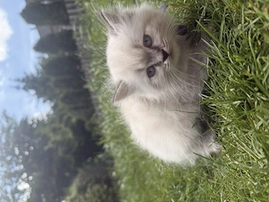 3 Wunderschöne BKH-SIAM Babys abzugeben Bild 3