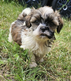 Yorkshire Terrier Shih-Tzu Mix 