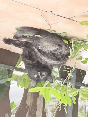 Glückskatze sucht dringend ein zuhause 