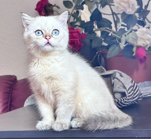 Bkh Kitten   Kater