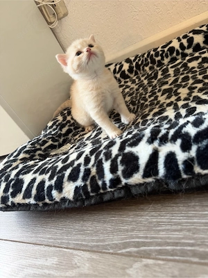 BKH Kitten