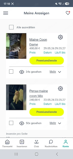 katzen zu verkaufen