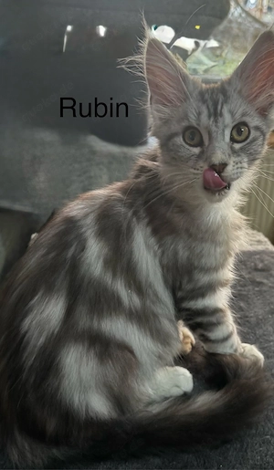 Maine Coon Kitten mit Stammbaum 