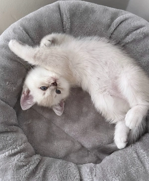 bkh kater zuhause gesucht