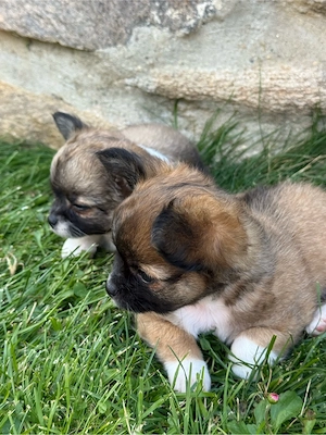 Chihuahua Welpen Rüden