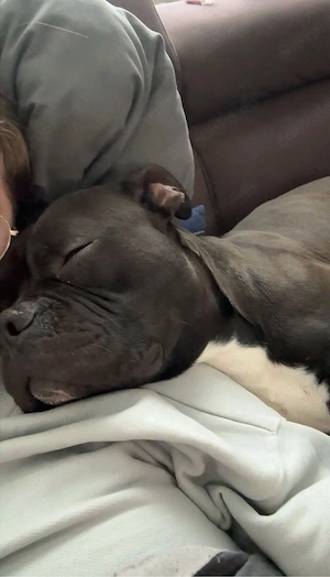 Muffin sucht ein neues Zuhause