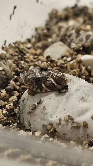 Hakennasennatter Nachzuchten (Heterodon nasicus) NZ  66% Poss Het Leucistic (Lucy)