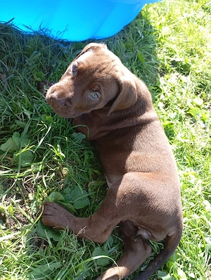 Cane Corso Mix Welpen 