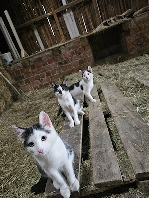 4 Kätzchen suchen neues Zuhause 