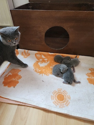 Britisch Kurzhaar Kitten BKH 