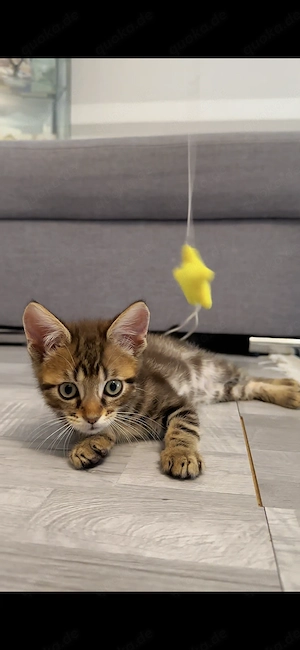 Süßer Kater, 13 Wochen alt, sucht ein liebevolles Zuhause