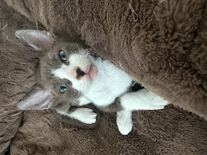 Sphynx Velour