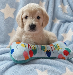 F1 Medium Labradoodle-Welpen - liebevoll in der Familie aufgezogen