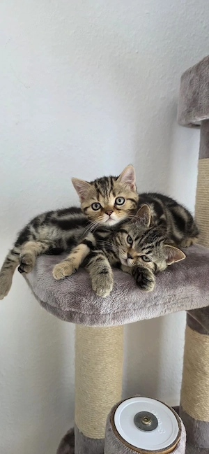 Süße BKH Kitten