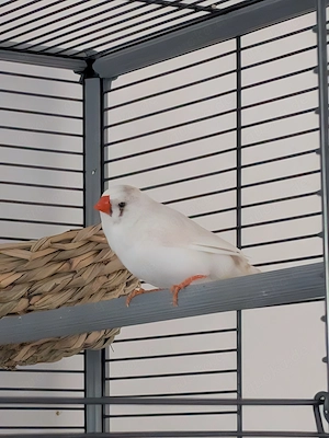 Zebrafink Henne  abzugeben  