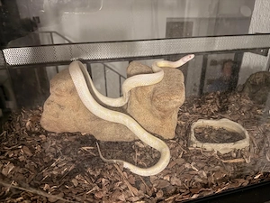  Kornnatter (Pantherophis guttatus) inkl. Terrarium für den Übergang 