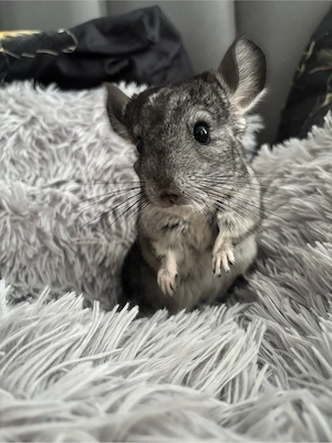 Baby chinchilla 