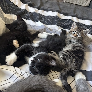 BKH   Sibirische Mix Kitten  | liebevoll aufgezogen | entwurmt