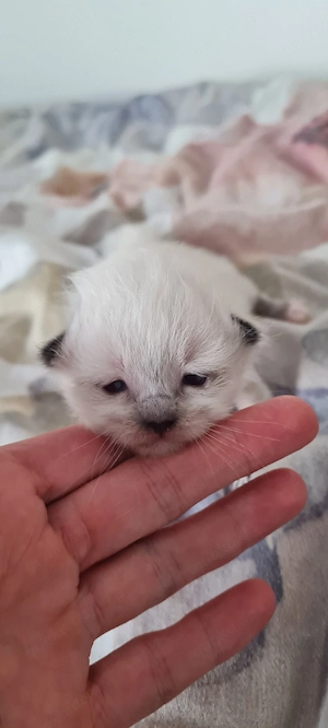 Süße Heilige Birma Kitten zu verkaufen