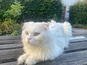 zwei liebevolle katzen 