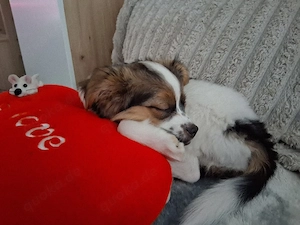 Kleiner Hund abzugeben