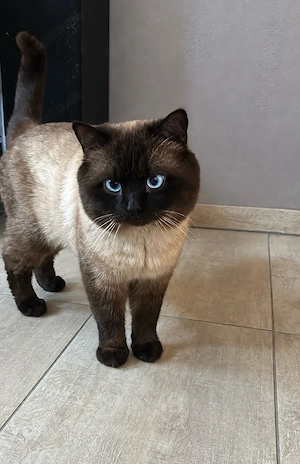 Deckkater Britisch Kurzhaar Chocolate Point
