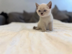 Reinrassige BKH-Kitten suchen ab Anfang September ein liebevolles Zuhause
