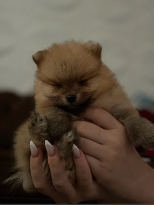 Pomeranian Zwergspitz welpen 