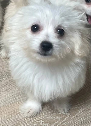 Maltipom Pomeranian Malteser Mix Bild 2