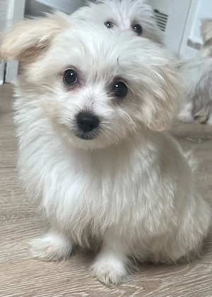 Maltipom Pomeranian Malteser Mix Bild 3