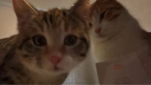 Liebevolles Katzen-Duo sucht gemeinsames Zuhause (Kater 1 Jahr, Katze 6 Monate)