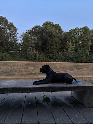 Muffin sucht ein neues Zuhause