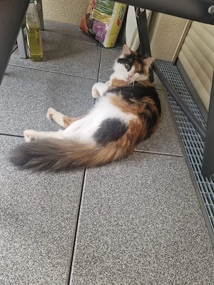 Liebevolle Katzendame Miley