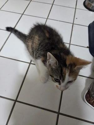 Maine Coon Mix Babykätzchen sucht ein neues Zuhause 
