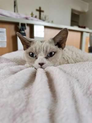 Devon Rex Dame kastriert mit Papieren sucht neues Zuhause 