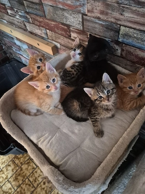 Maine Coon Waldkatzen Glückskatzen Mix Kitten 