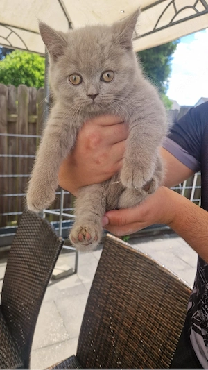 Reinrassige BKH Kitten Bild 4