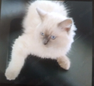 Ragdoll Mädchen sehr süß und zutraulich !