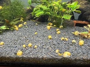 Gelbe Schnecken - Garnelen - Aquarium - Fische - Pflanzen