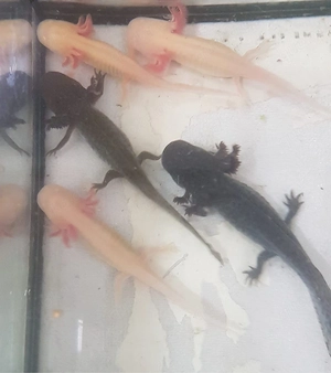 5 Axolotl 