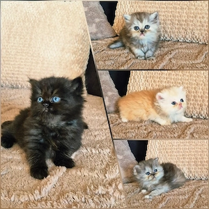 Reinrassige Perserkitten mit Nase, inkl. Stammbaum