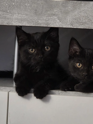 Süße BKH-Mix Kitten abzugeben
