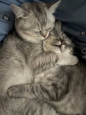 Zwei Britisch Kurzhaar Kater suchen ein liebevolles Zuhause